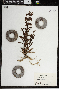 Penstemon albidus image