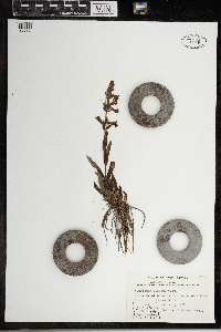 Penstemon albidus image