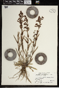 Penstemon albidus image