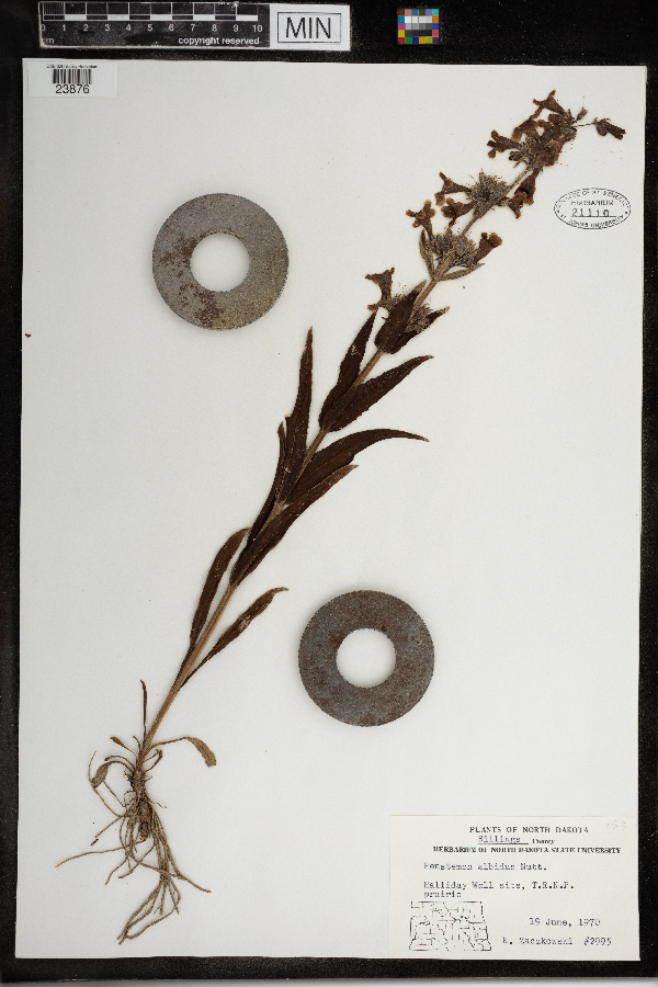 Penstemon albidus image