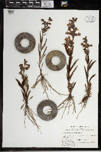 Penstemon albidus image