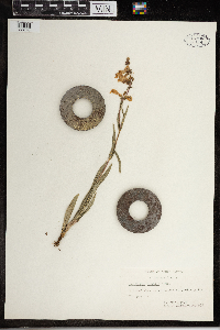 Penstemon albidus image