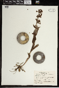 Penstemon albidus image