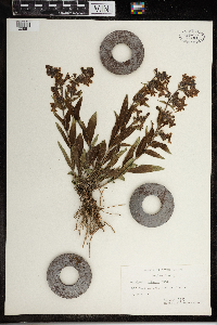 Penstemon albidus image
