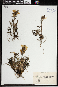 Pedicularis canadensis image