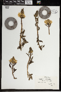Pedicularis canadensis image