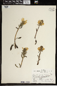 Pedicularis canadensis image