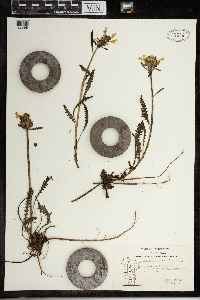 Pedicularis canadensis image