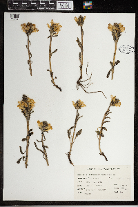 Pedicularis canadensis image