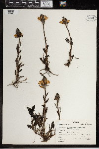 Pedicularis canadensis image