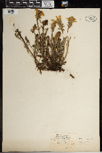 Pedicularis canadensis image