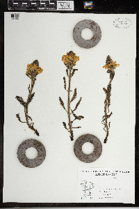 Pedicularis canadensis image