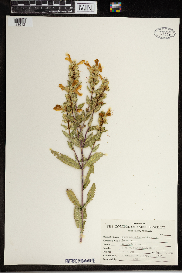 Pedicularis lanceolata image