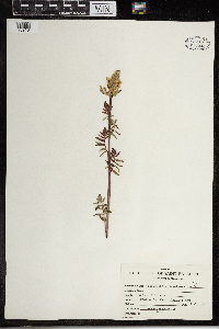 Pedicularis bracteosa image
