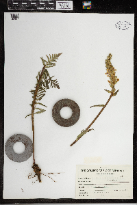 Pedicularis bracteosa image