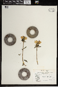 Pedicularis canadensis image