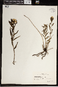 Pedicularis racemosa image