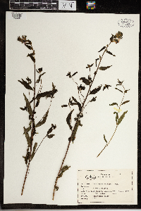 Pedicularis racemosa image