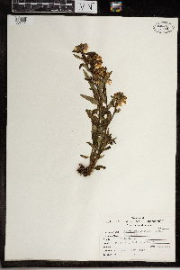 Pedicularis racemosa image