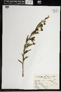 Pedicularis racemosa image