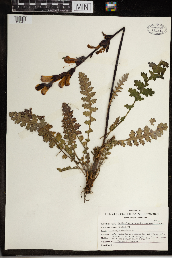 Pedicularis sceptrum-carolinum image