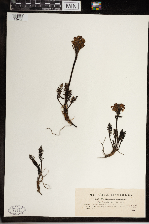 Pedicularis sudetica image