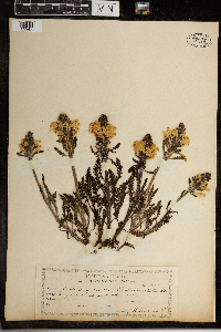 Pedicularis canadensis image