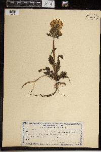 Pedicularis canadensis image