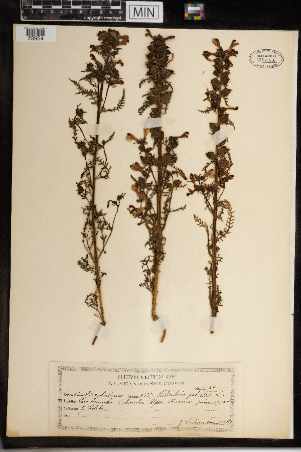 Pedicularis palustris image