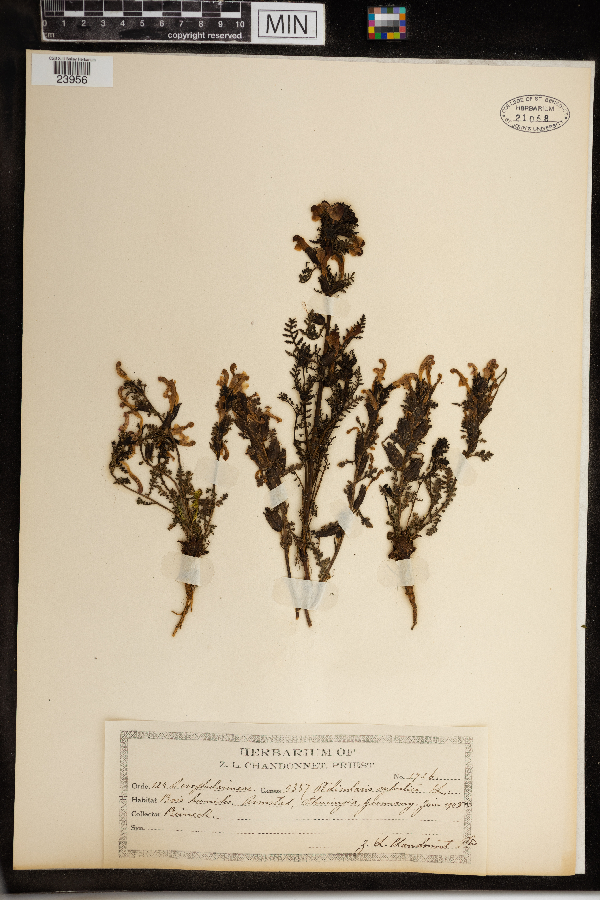Pedicularis sylvatica image