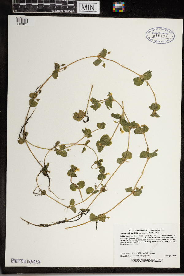 Erythranthe geyeri image