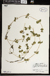 Erythranthe geyeri image