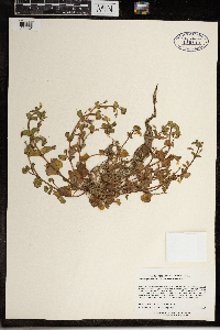 Erythranthe geyeri image