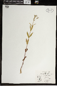 Mimulus ringens image