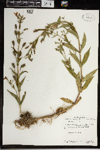 Mimulus ringens image