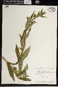 Mimulus ringens image