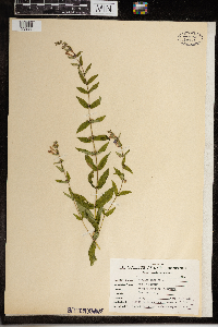 Mimulus ringens image