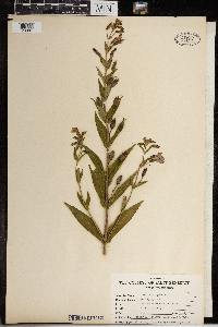 Mimulus ringens image