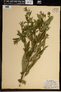 Mimulus ringens image