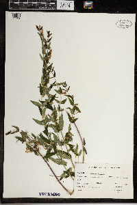 Mimulus ringens image