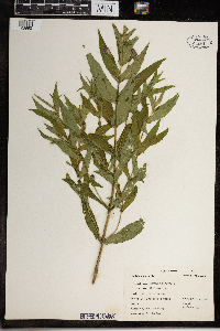 Mimulus ringens image