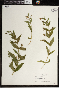 Mimulus ringens image