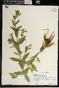 Mimulus ringens image