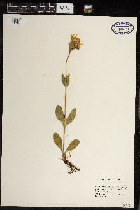 Arnica mollis image