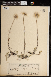 Antennaria howellii subsp. petaloidea image