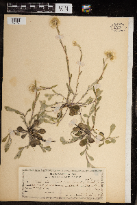 Antennaria howellii subsp. petaloidea image