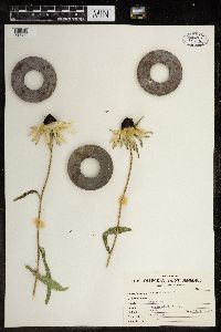 Erucastrum gallicum image