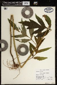 Chenopodium simplex image