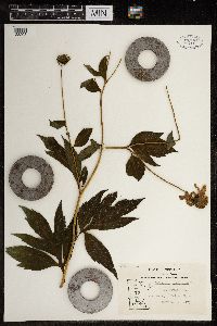 Berteroa incana image