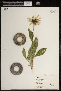 Malva neglecta image